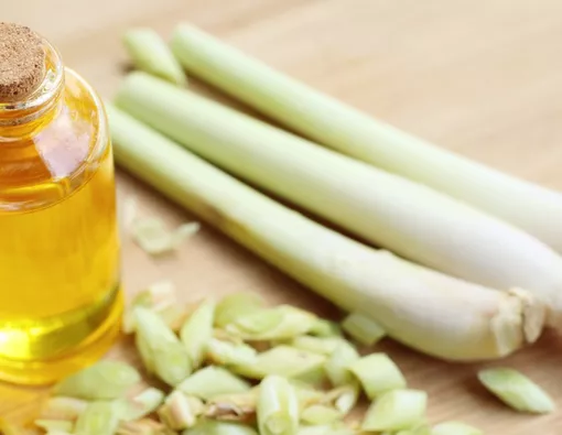 Serai: Superfood dari Alam dengan Manfaat Tak Terduga untuk Kesehatan Anda