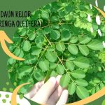 Manfaat Daun Kelor untuk Kesehatan: Rahasia Sehat Alami yang Wajib Dicoba!
