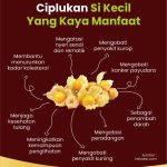 Kenali 7 Manfaat Buah Ciplukan untuk Kesehatan Pria dan Wanita