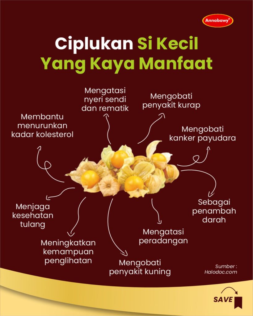 Kenali 7 Manfaat Buah Ciplukan untuk Kesehatan Pria dan Wanita