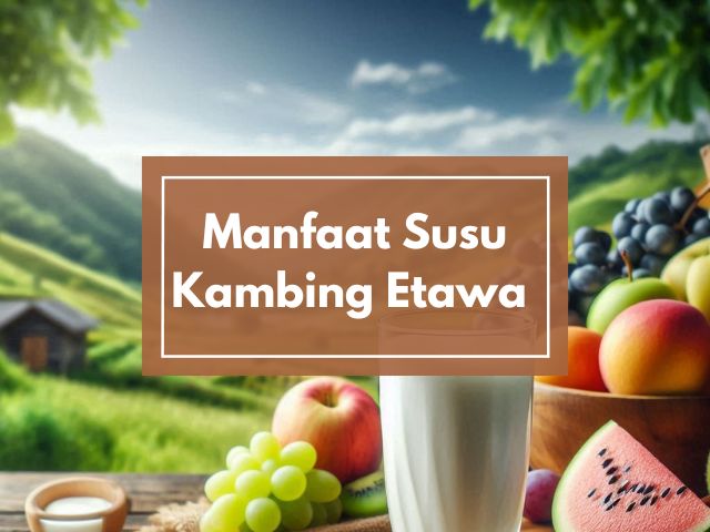 Manfaat Minum Susu Kambing Etawa D.A Setiap Hari Untuk Kesehatan