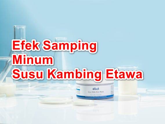 Efek Samping dan Siapa saja yang tidak Boleh Mengkonsumsi Susu Kambing Etawa