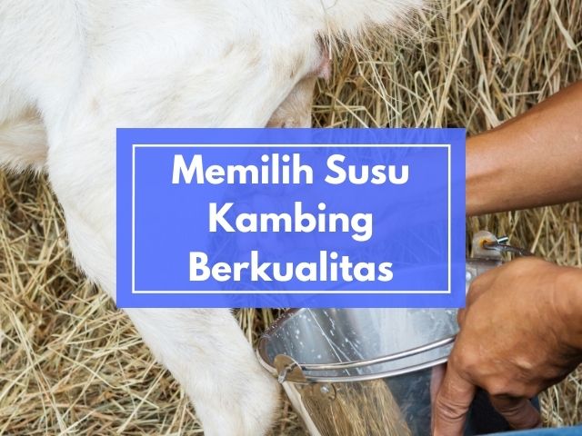Bagaimana Cara Memilih Susu Kambing Etawa Murni yang Berkualitas?