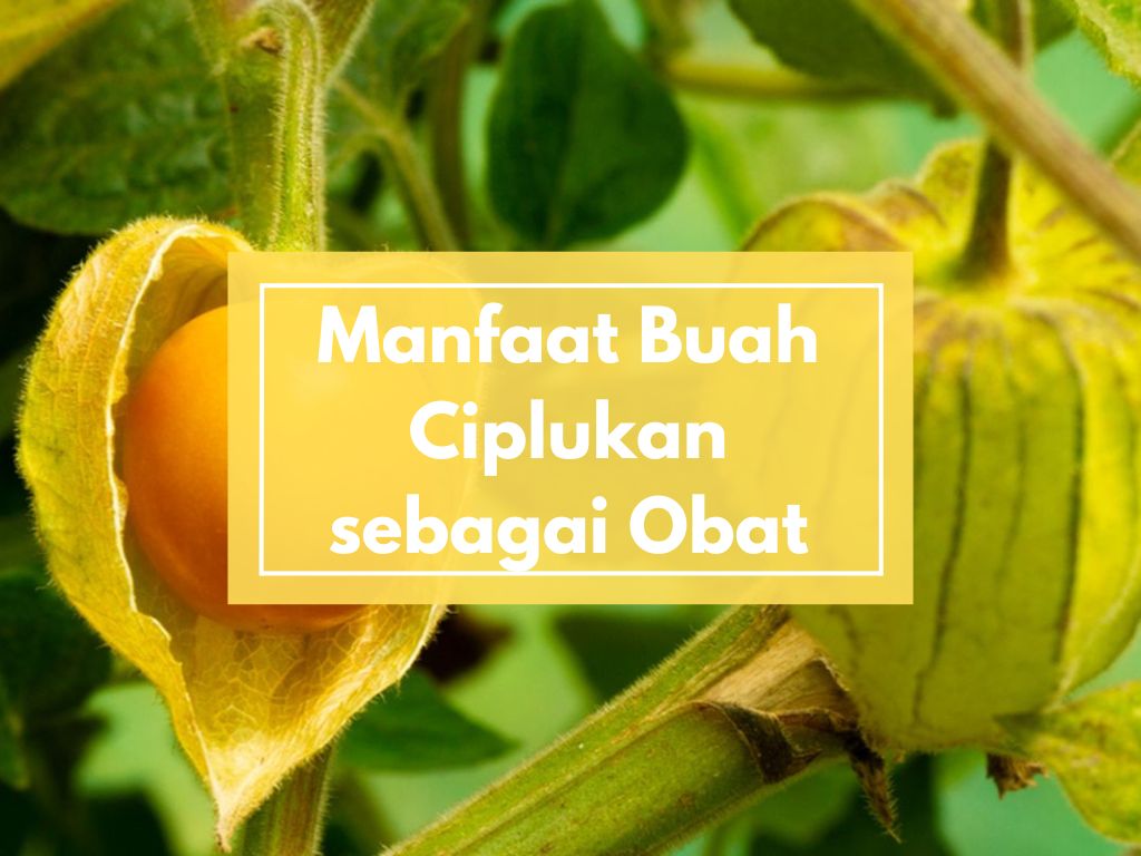 Buah Ciplukan Obat Untuk Apa?