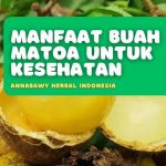 Manfaat Buah Matoa Untuk Kesehatan