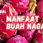 Manfaat Buat Naga Untuk Kesehatan