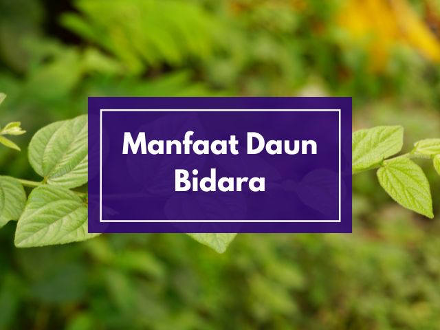 Manfaat Daun Bidara dan Pengertiannya