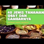 40 Jenis Tanaman Obat dan Gambarnya, Yang Banyak Orang Tidak Tahu