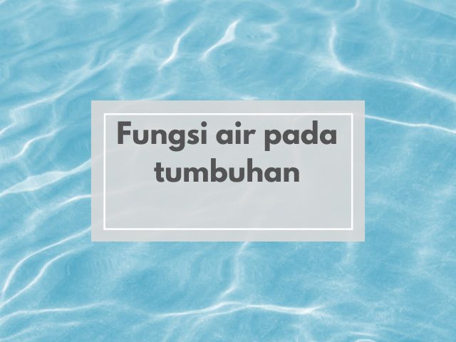 Rahasia Dibalik Segarnya Tanaman Kesayanganmu: Fungsi Air Bagi Tumbuhan Lebih dari Sekadar Siraman Biasa!