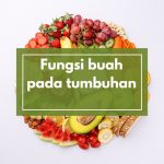 Fungsi Buah pada Tumbuhan: Nggak Cuma Buat Dimakan, Lho!
