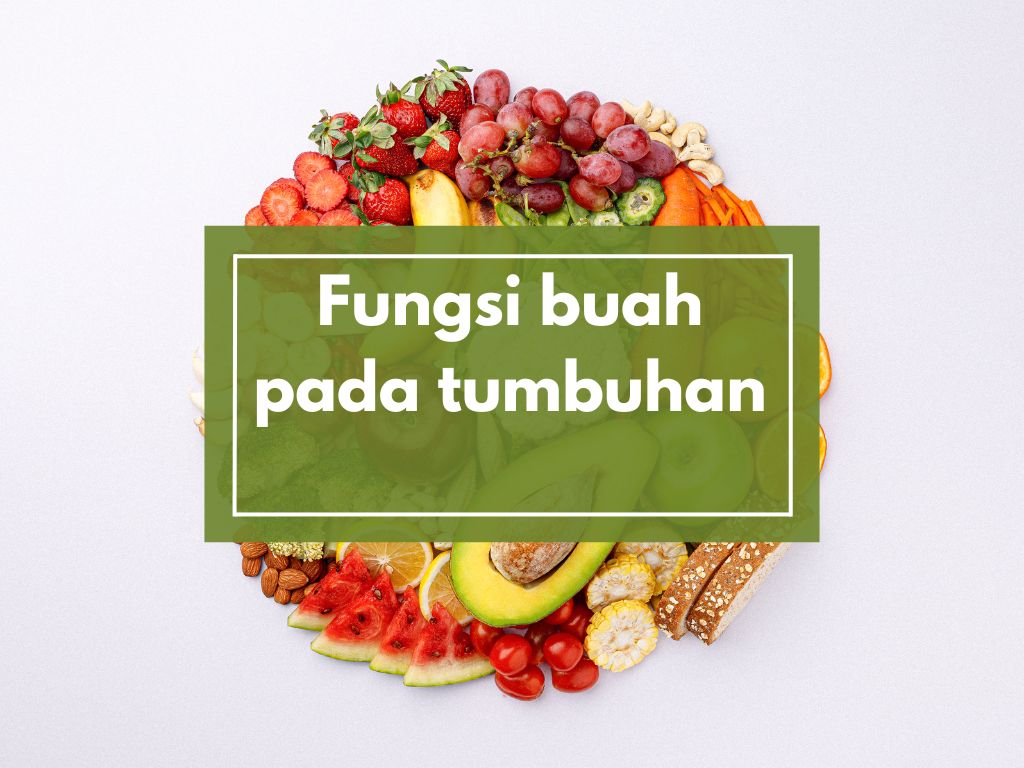 Fungsi Buah pada Tumbuhan: Nggak Cuma Buat Dimakan, Lho!