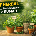 7 Herbal yang Mudah Ditanam di Rumah